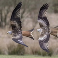 Red Kites (Milvus milvus) at the Red Kite Feeding Station near Castle Douglas, Dumfries and Galloway, Scotland, UK